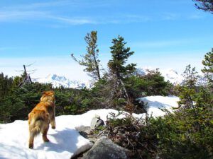 trail under snow (Canoe trip to Boundary Lake)