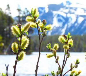 variable willows (Nuk Tessli spring part one.)