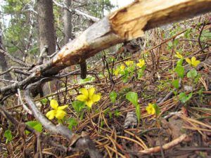 yellow violets (Nuk Tessli spring Part Two)