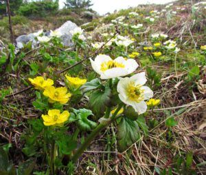 Mt Meadow Buttercups (Mammaries 11th July 2011 part one.)