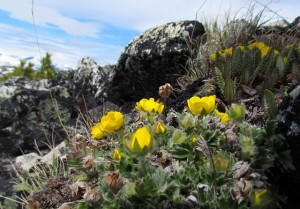 Potentilla (The Mammaries July 4th, 2011)