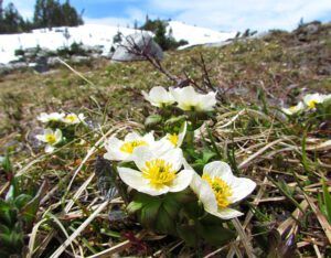 globe flower (The Mammaries July 4th, 2011)
