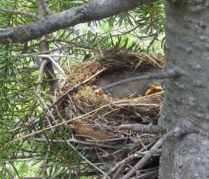 hermit thrush nest (Boundary Lake July Fifth, 2011)