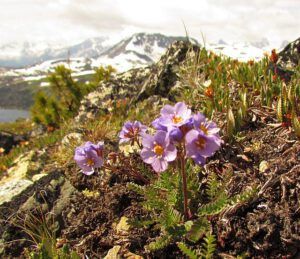 jacobs ladder (Mammaries 27th July 2011 Part Two)