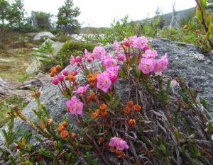 kalmia (Boundary Lake July Fifth, 2011)