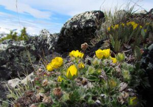 potentilla (Mammaries 11th July 2011 part two)