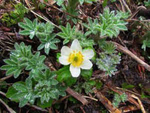 rain on lupin leaves (Trailwork at Nuk Tessli)