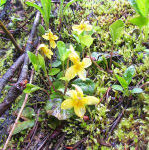rainy violets (North Pass Lake 14th July 2011.)