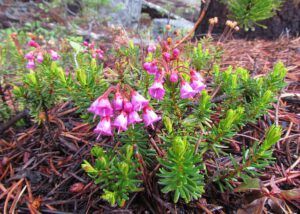 red heather (North Pass Lake 14th July 2011.)