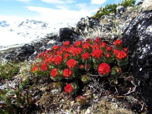 roseroot 2 (The Mammaries July 4th, 2011)