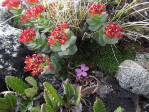 roseroot and moss campion (Mammaries 11th July 2011 part two)