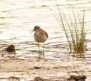 solitary sandpiper (Boundary Lake 21st July 2011)