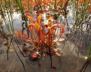 sundew (Boundary Lake 21st July 2011)