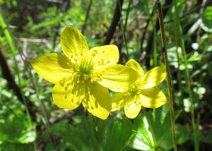yellow anemone (North Pass Lk 20th July 2011)