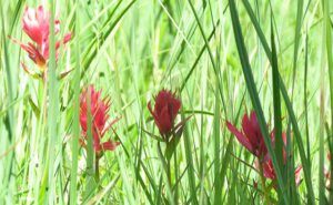 4 paintbrush (Nuk Tessli August flowers)