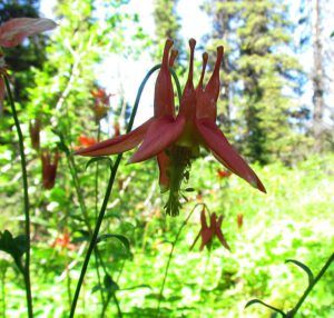 Columbine 1 (Nuk Tessli August flowers)