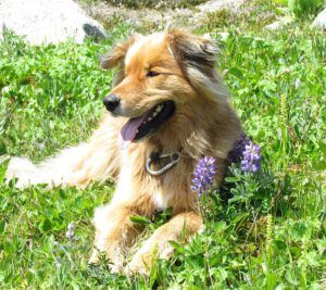 Harry and lupins (The Mammaries 4th August 2011 Part One)