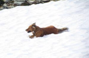 Harry on snow (North Pass Meadows 19 August 2011 Part Two)