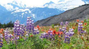 Mammary meadow (North Ridge August 15th 2011 Part Two)
