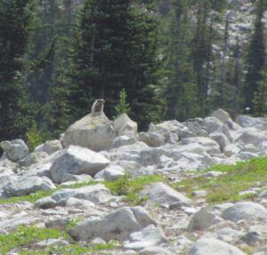 Marmot (North Pass Meadows 19th August 2011 Part Three)