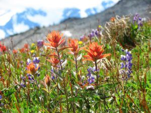 Monarch behind (North Ridge August 15th 2011 Part Two)