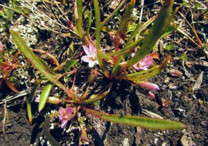 Pygmy Lewisia (The last big group at Nuk Tessli)