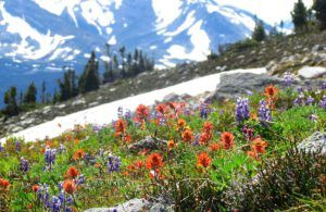 Towards Gentian Valley (North Pass Meadows 19th August 2011 Part Three)