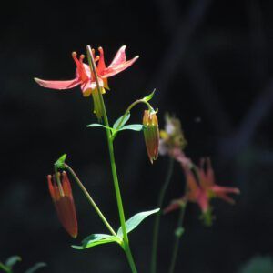 columbine 2 (Nuk Tessli August flowers)
