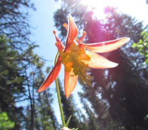 columbine underneath (Nuk Tessli August flowers)