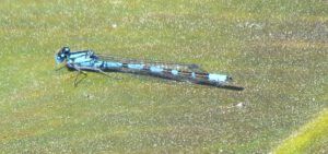 damselfly (Nuk Tessli August flowers)