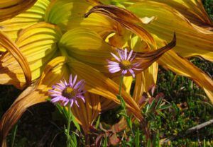 false hellibore and daisies (Fish Lake Trail 25th August 2011 Part One)