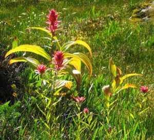 false hellibore and paintbrush (Fish Lake Trail 25th August 2011 Part One)