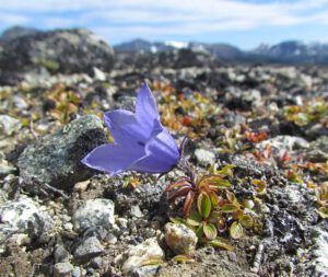 harebell 1 (Fish Lake Trail 25th August 2011 Part Two)