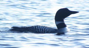 loon (North Pass Meadows 19 August 2011 Part One)