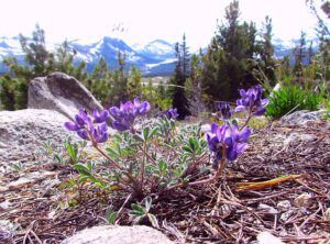 lyall’s lupin (Fish Lake Trail 25th August 2011 Part Two)