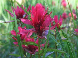 paintbrush (Nuk Tessli August flowers)