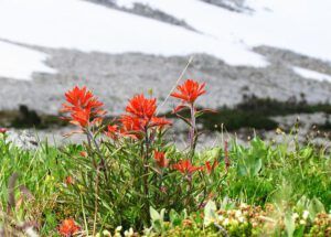 paintbrush and snow (North Ridge August 15th 2011 Part Two)