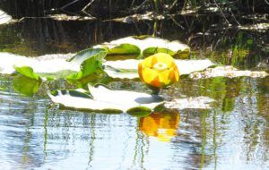 pond lily (Nuk Tessli August flowers)