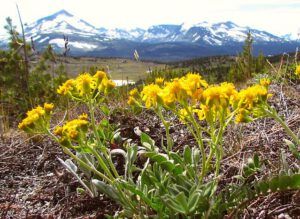 silvery butterweed (Fish Lake Trail 25th August 2011 Part Two)