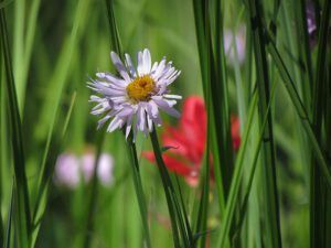 single daisy (Nuk Tessli August flowers)