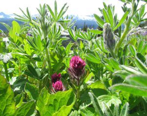 small-flowered paintbrush (The Mammaries 4th August 2011 Part One)