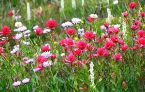subalp, paintbrush and daisies (North Pass Meadows 19 August 2011 Part One)