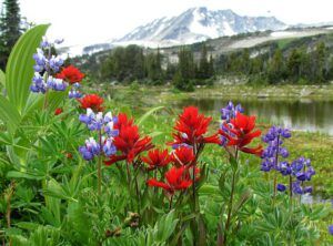subalpine Anvil Mt (North Pass Meadows 19 August 2011 Part One)