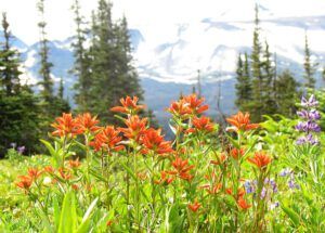 subalpine paintbrush (North Pass Meadows 19 August 2011 Part One)