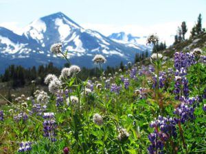 valerian and lupin (North Pass Meadows 19 August 2011 Part Two)