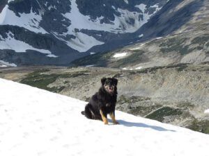 Badger on snow (Mammaries 31 August 2011 part two)