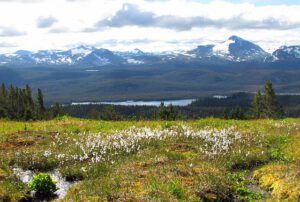 Cotton grass (Mammaries 31 August 2011 part one)