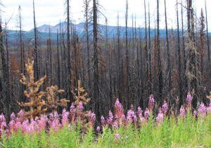 Fireweed and Rainbows (The Burn)