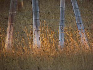 GK fence 2 (Heatwave at Ginty Creek)