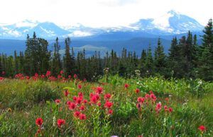 Long Meadow paintbrush (Mammaries 31 August 2011 part one)